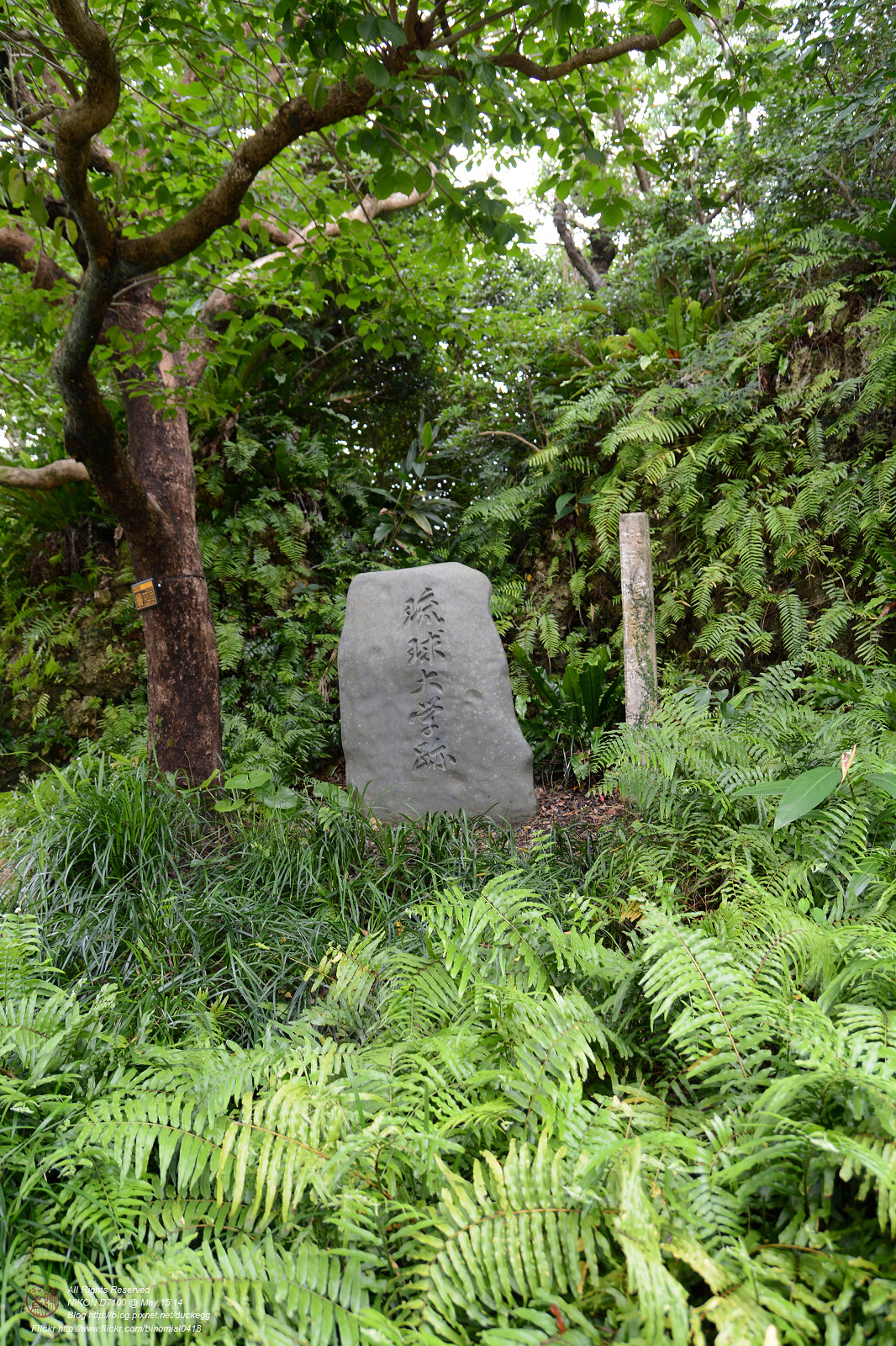 DSC_3294.jpg